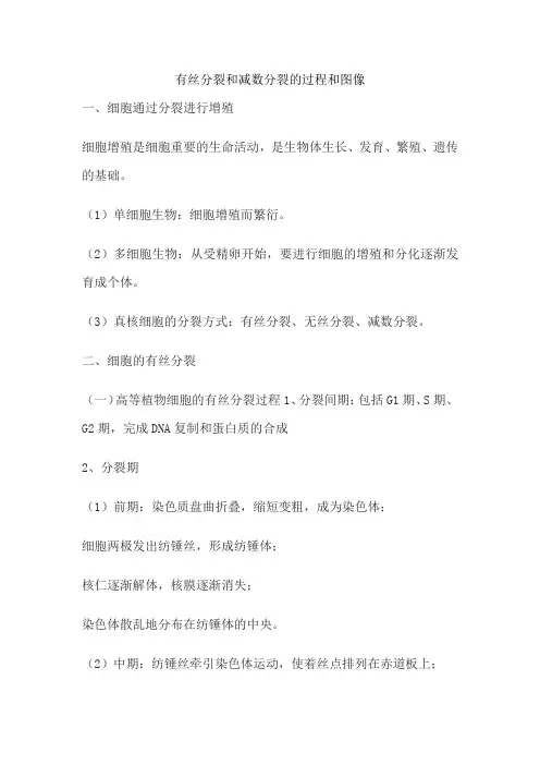 有丝分裂和减数分裂的过程和图像