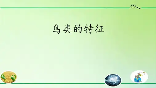 大象版三年级科学上册 (鸟类的特征)新课件