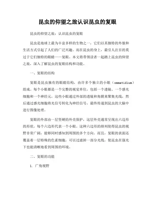 昆虫的仰望之旅认识昆虫的复眼
