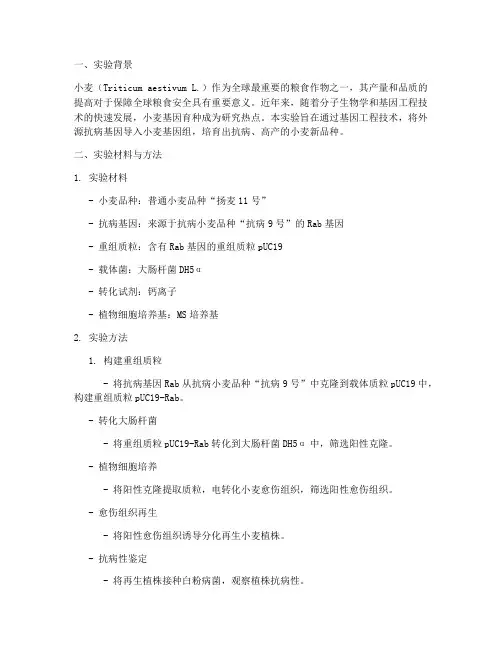 小麦基因育种实验报告