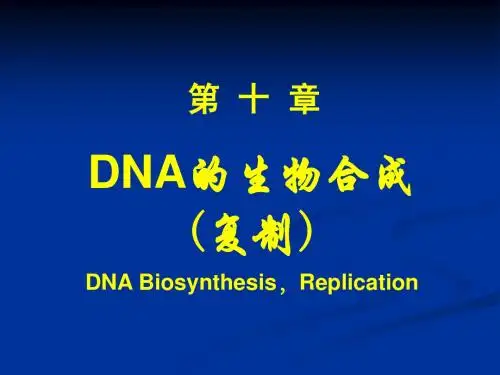 DNA的生物合成