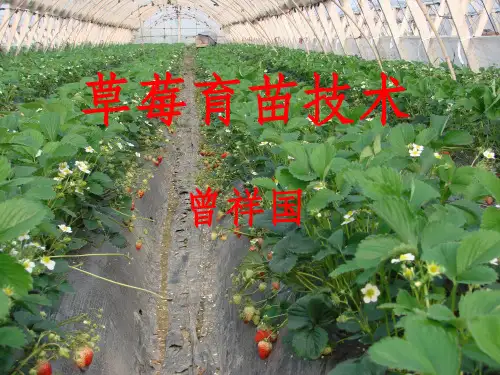 草莓育苗技术PPT课件