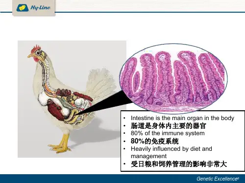 保持肠道健康蛋鸡养殖课件