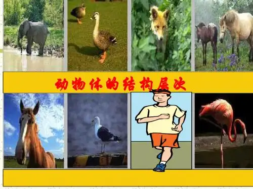 动物的结构层次