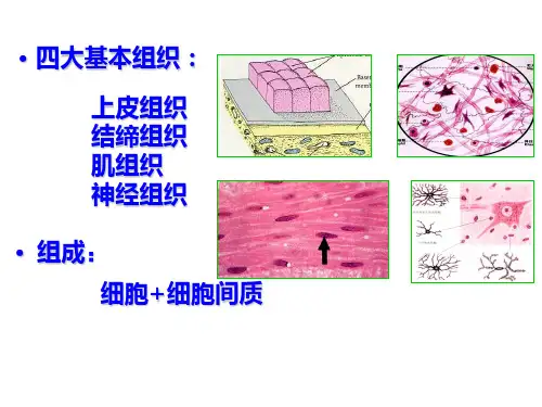 《组织胚胎学》本科课件-上皮组织