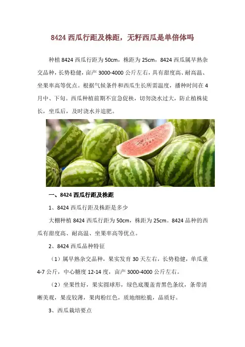 8424西瓜行距及株距,无籽西瓜是单倍体吗