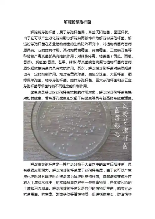 解淀粉芽孢杆菌
