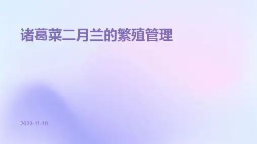 诸葛菜二月兰的繁殖管理