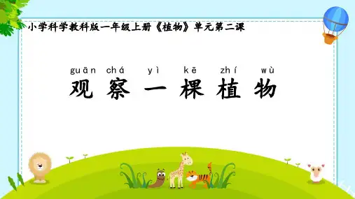 观察一颗植物ppt课件