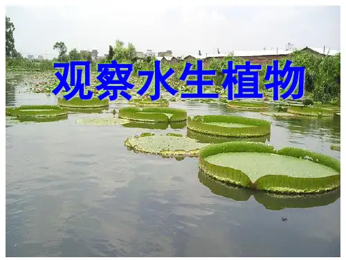 小学三年级科学上册《一4水生植物》PPT课件
