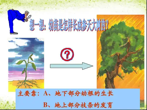 优质课 植株的生长第一课时