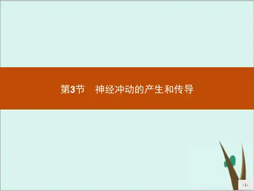 《神经冲动的产生和传导》人教版优秀课件1