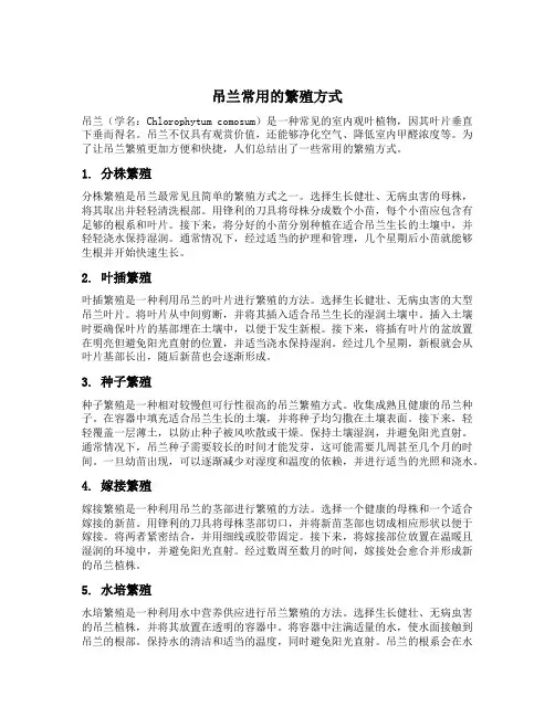 吊兰常用的繁殖方式