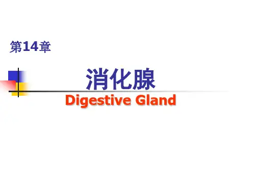 组织学与胚胎学 第14章消化腺