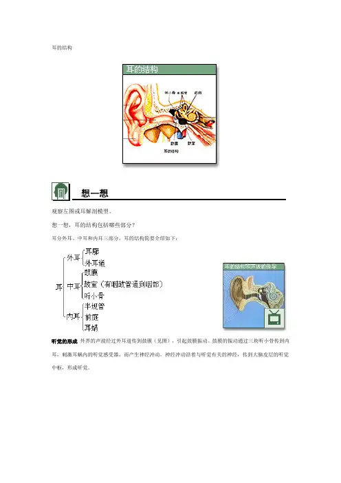 耳的结构