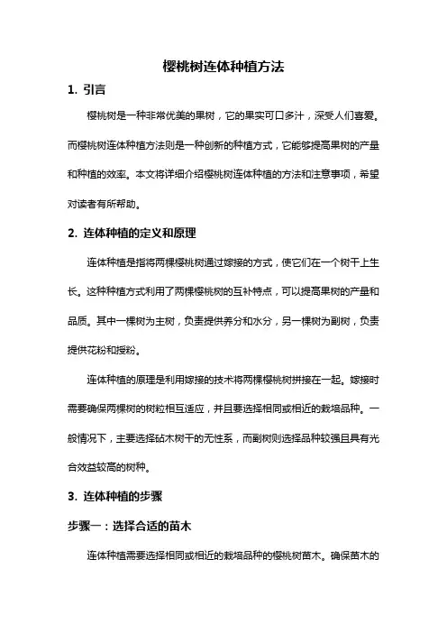 樱桃树连体种植方法