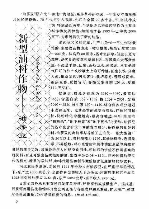 新型油料作物——油莎豆