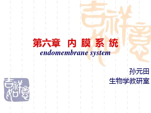 第六章内膜系统