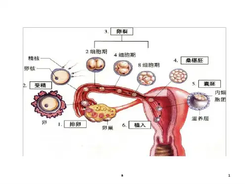 有丝分裂复习公开课