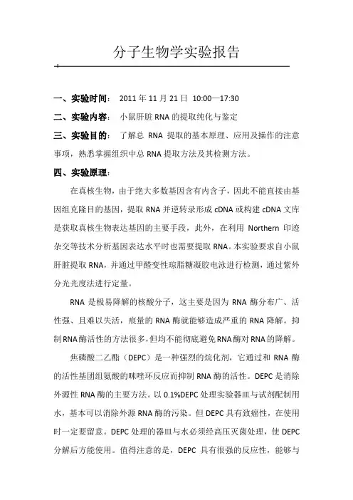 小鼠肝脏RNA的提取纯化与鉴定