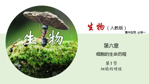 6.1 细胞的增殖(课件)高一上学期生物(2019人教版必修1)