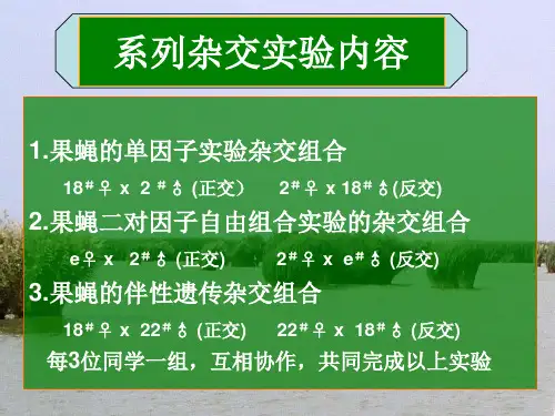 果蝇遗传系列杂交实验