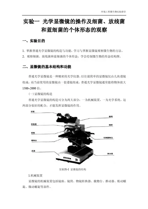 实验一光学显微镜的操作及细菌、放线菌