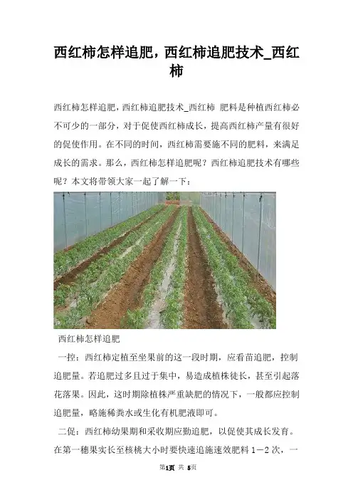 西红柿怎样追肥，西红柿追肥技术_西红柿
