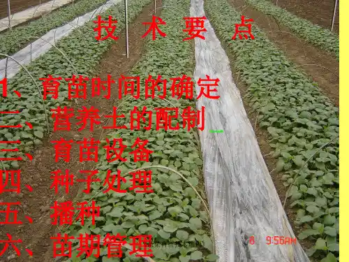 蔬菜育苗技术培训课件