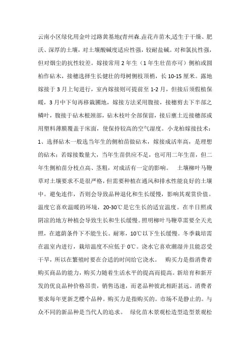 绿化用金叶过路黄基地