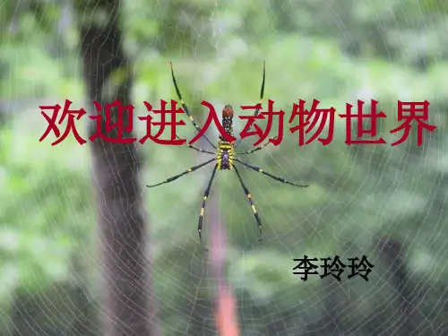 七年级科学无脊椎动物课件