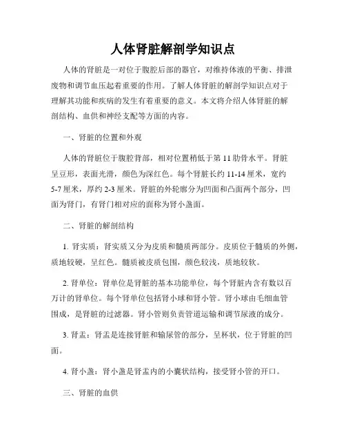 人体肾脏解剖学知识点