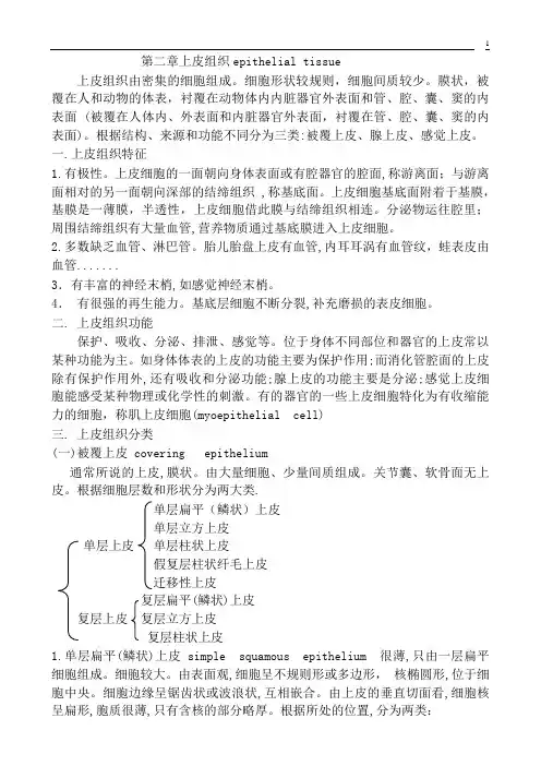 上皮组织