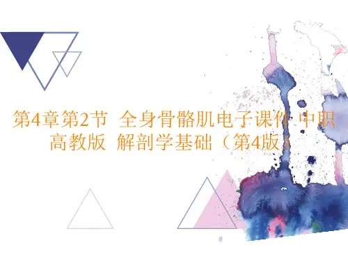 解剖学基础(第4版)《全身骨骼肌》PPT课件