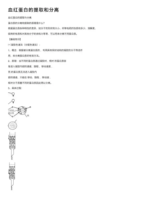 血红蛋白的提取和分离