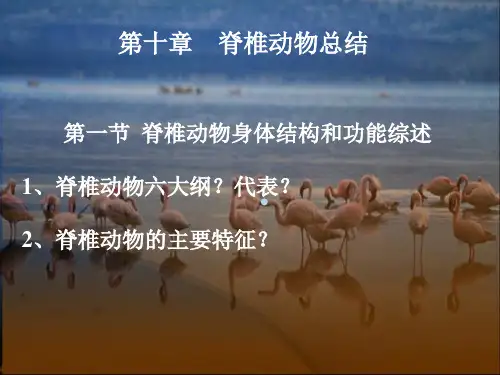 脊椎动物总结