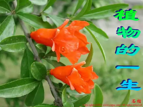 植物的一生PPT课件 人教版