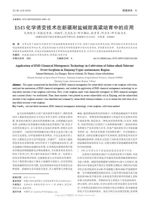 EMS化学诱变技术在新疆耐盐碱甜高粱培育中的应用