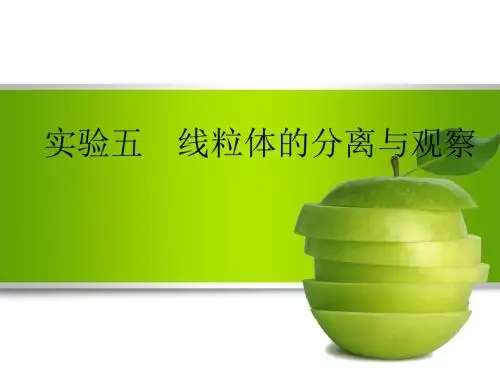 实验五  线粒体的分离与观察