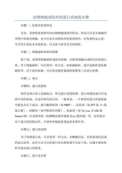 动物细胞或组织的蛋白质抽提步骤