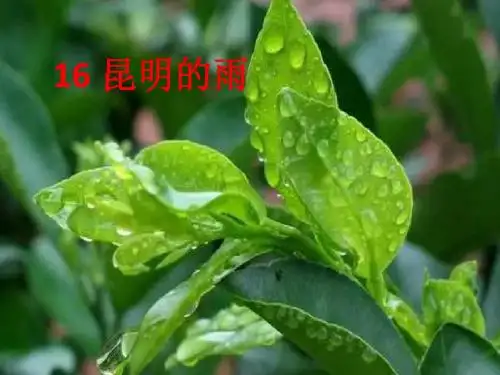 八年级上册语文全册课件PPT(共24课) 人教版25 (共17张PPT)