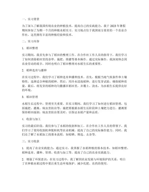 种植水稻实习报告