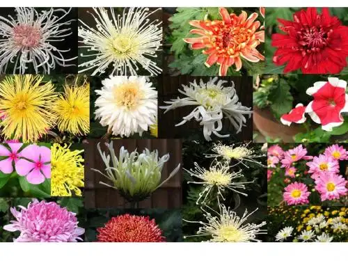 人教版高中生物选修一专题三课题1《菊花的组织培养》课件(共20张PPT)