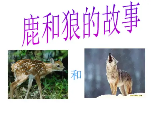 鹿和狼的故事(优秀课件)
