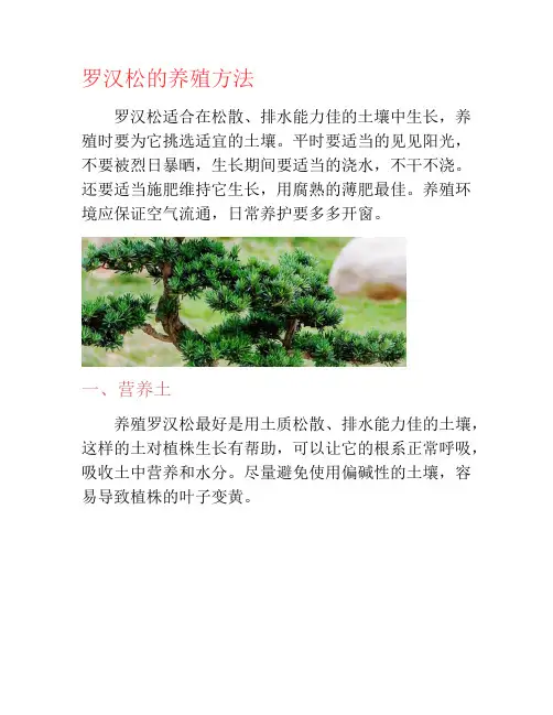 罗汉松的养殖方法