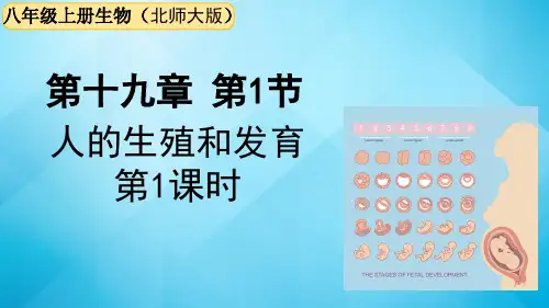 北师大版生物八年级上册   第19章 第1节  人的生殖和发育