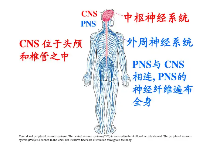 中枢神经系统外周神经系统