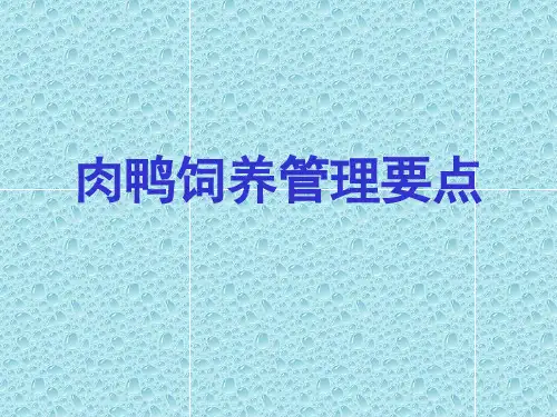 怎样养肉鸭
