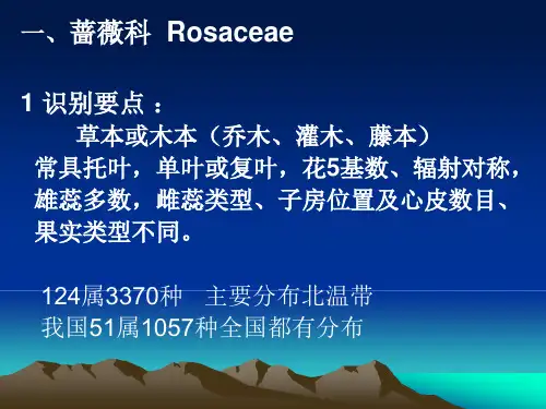 植物分类课件蔷薇科