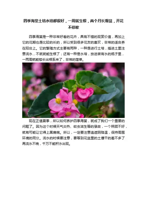 四季海棠土培水培都很好，一周就生根，两个月长爆盆，开花不停歇